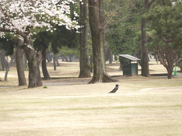 桜の下でカラスの大騒動　　　_f0208666_1712986.jpg