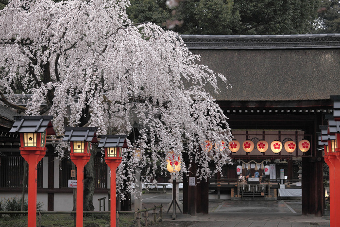 桜 2013 <京都　平野神社> _f0021869_2345132.jpg