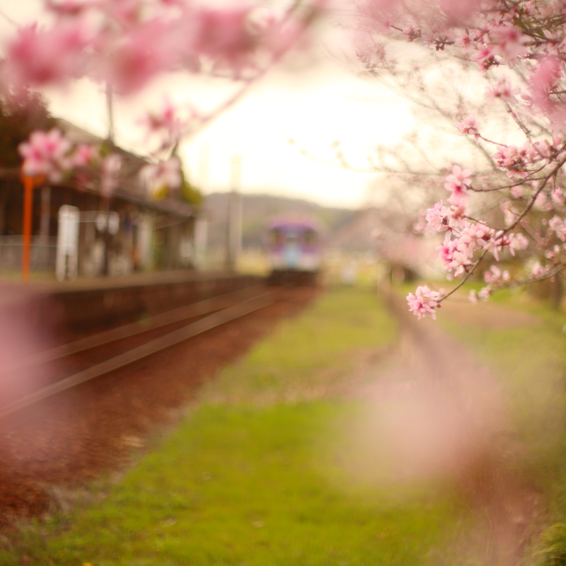 北条鉄道:咲き始めた桜_f0215969_17595180.jpg