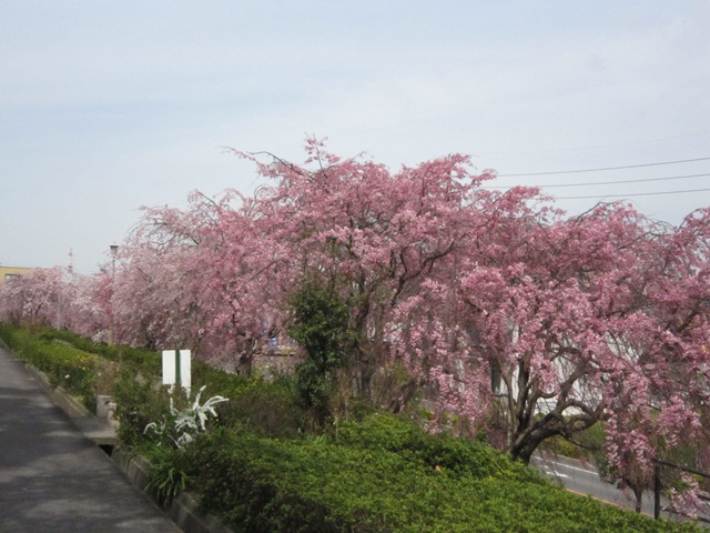 ４月１日　お散歩deお花見_f0100871_212148.jpg