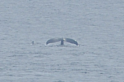 「海峡内でクジラ」_b0033573_1805265.jpg