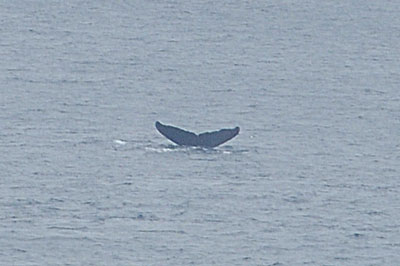 「海峡内でクジラ」_b0033573_181214.jpg