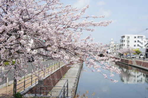 桜　♪_d0178075_2262214.jpg