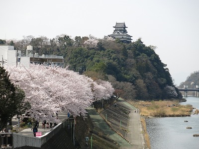 犬山城のお花見_a0235077_2023972.jpg