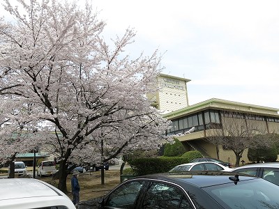 犬山城のお花見_a0235077_20382743.jpg