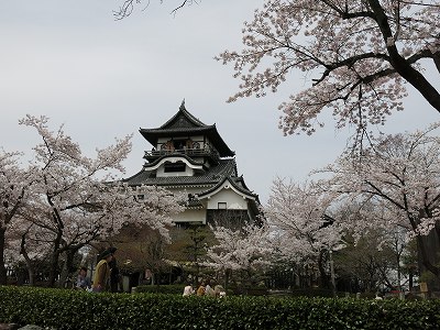 犬山城のお花見_a0235077_20441470.jpg