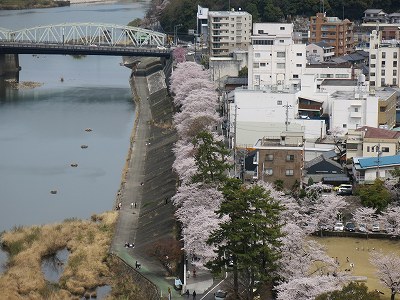 犬山城のお花見_a0235077_20461125.jpg