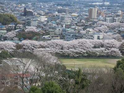 犬山城のお花見_a0235077_20464548.jpg