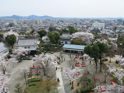 犬山城のお花見_a0235077_20472128.jpg