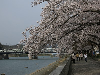 犬山城のお花見_a0235077_20512252.jpg