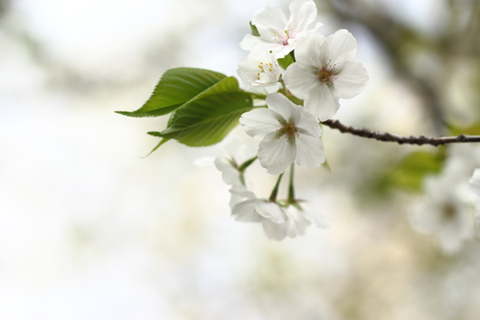 近所の桜_c0259677_17102224.jpg