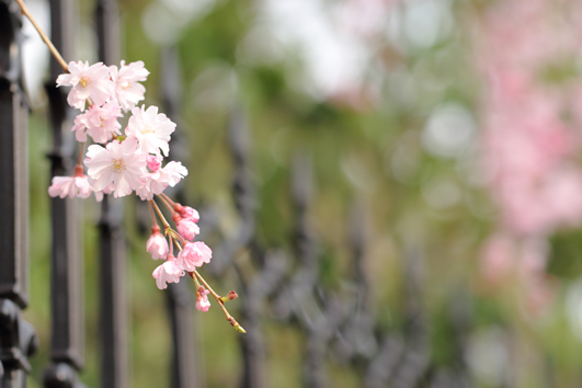 近所の桜_c0259677_1715137.jpg