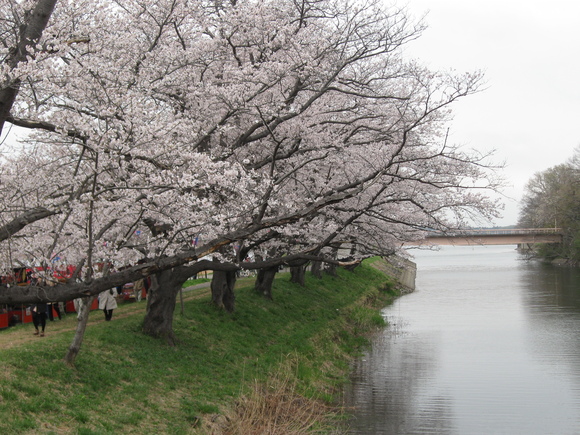 花の旅・2013春_d0213179_191155.jpg