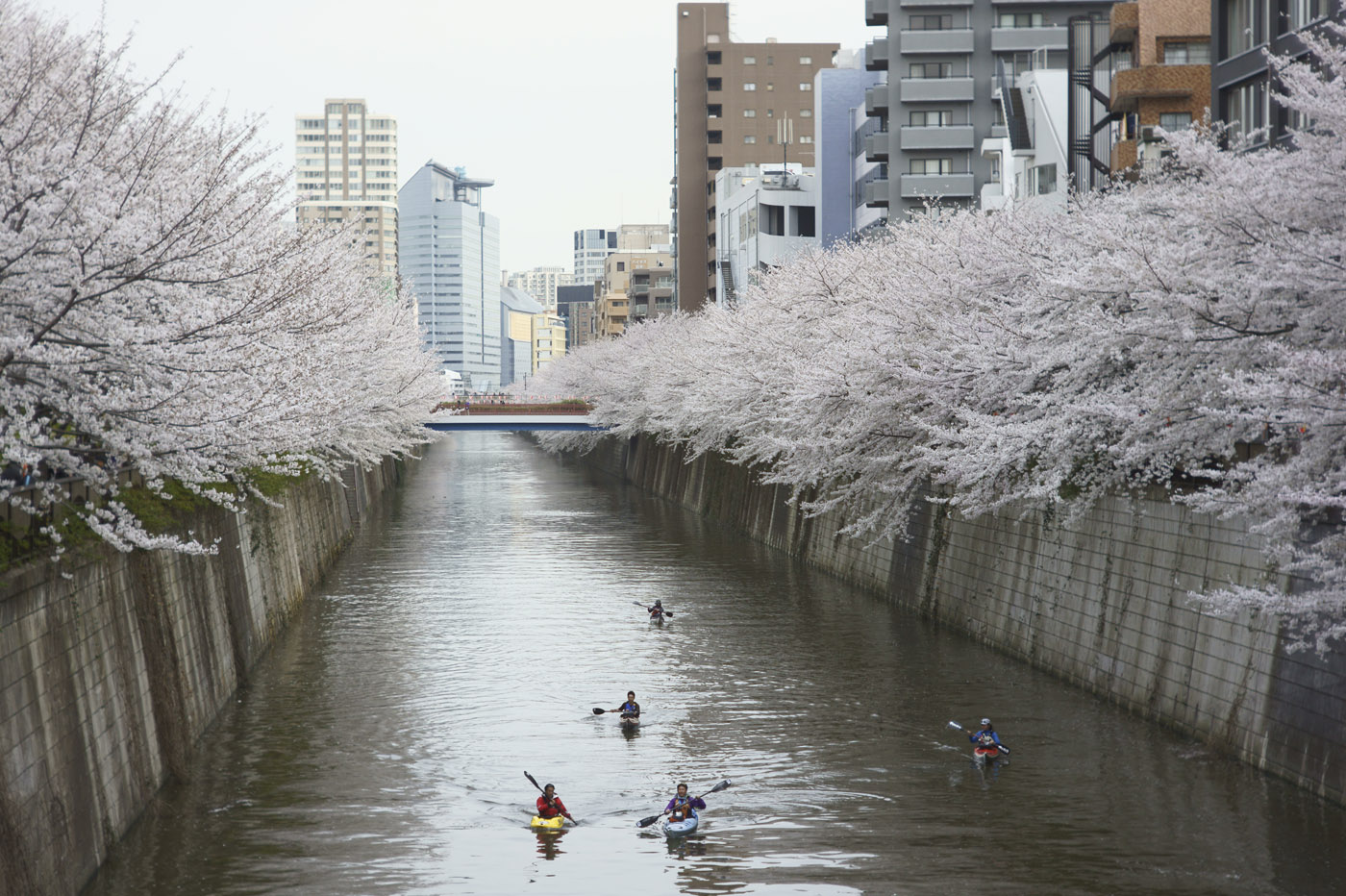 ２０１３、目黒川の桜、その８。_d0286980_437841.jpg