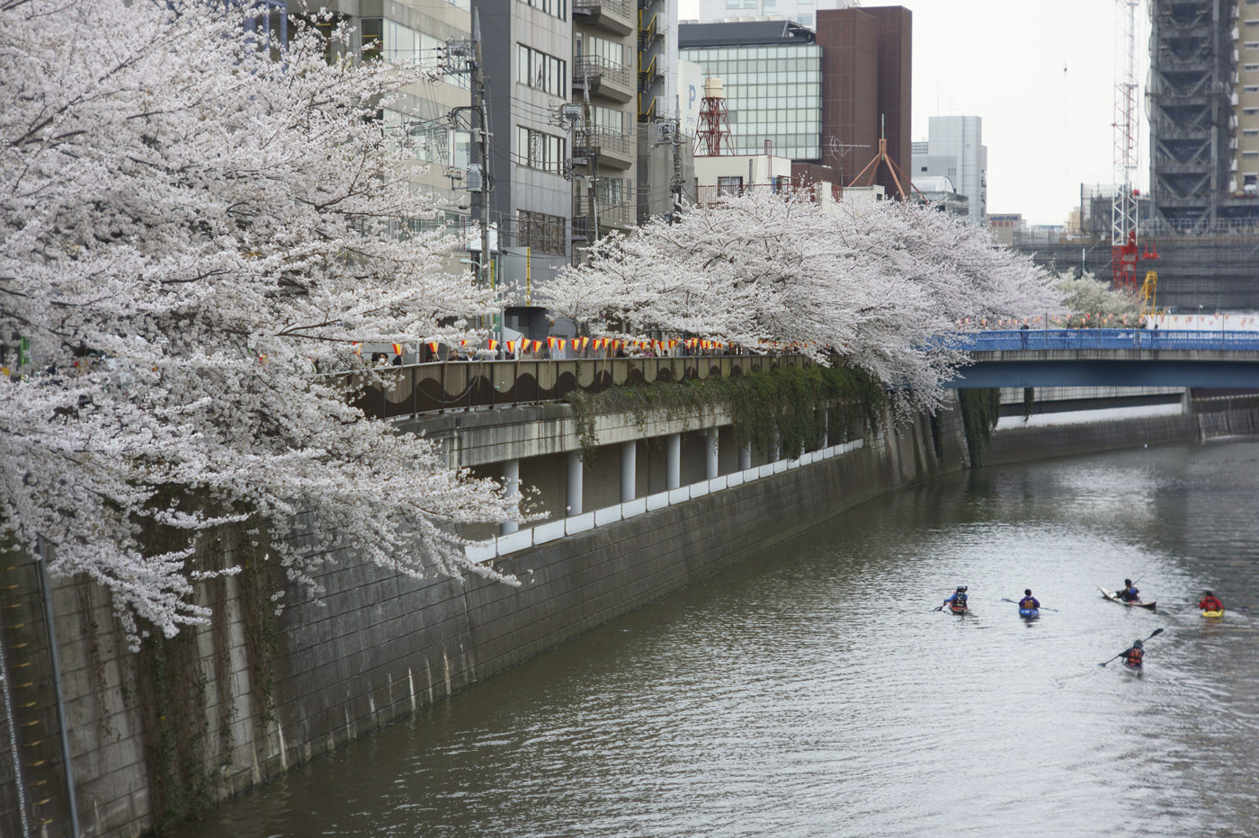 ２０１３、目黒川の桜、その８。_d0286980_438669.jpg