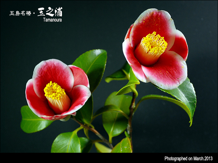 花たち 姉妹椿 玉之浦 デジカメ散歩写真