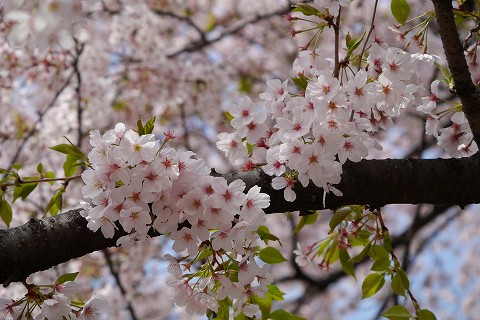 新宿御苑の桜_d0259585_2163961.jpg