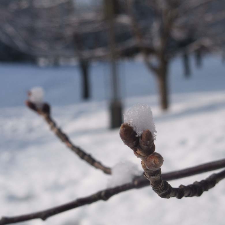 朝、中島公園で　　雪化粧_f0182885_20281069.jpg