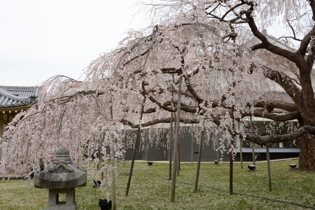 ２０１３年３月　京都市動物園と京都で花見_a0052986_7214848.jpg