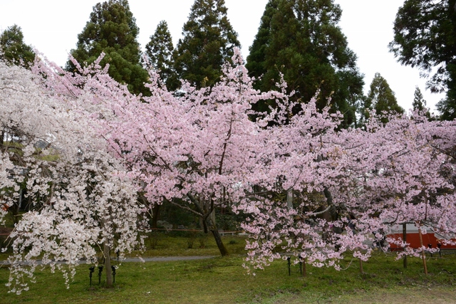 ２０１３年３月　京都市動物園と京都で花見_a0052986_7265738.jpg