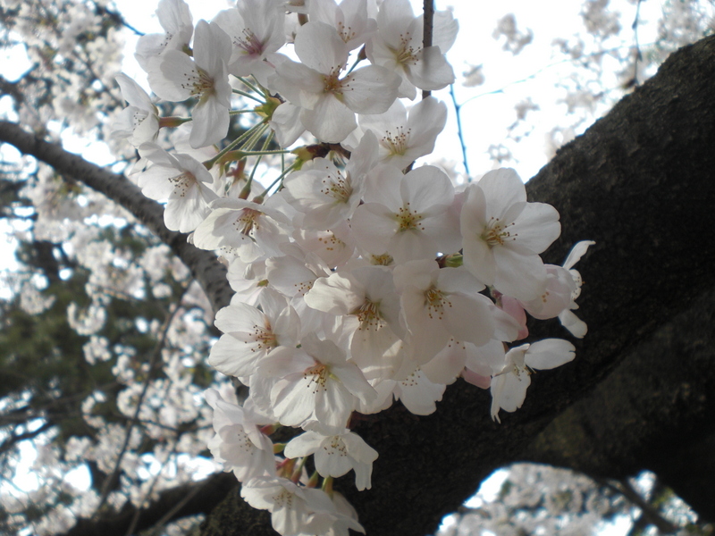 夙川でお花見_c0013687_2212351.jpg