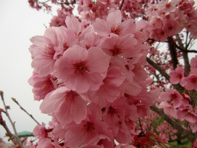 ＋＋3色の桜の花の下でお花見＋＋_b0232891_13244843.jpg