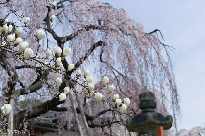 桜は脇役_d0283492_22102458.jpg