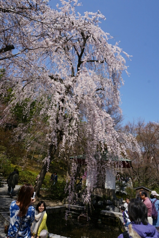 京都へお花見@25.3_e0126094_20391051.jpg