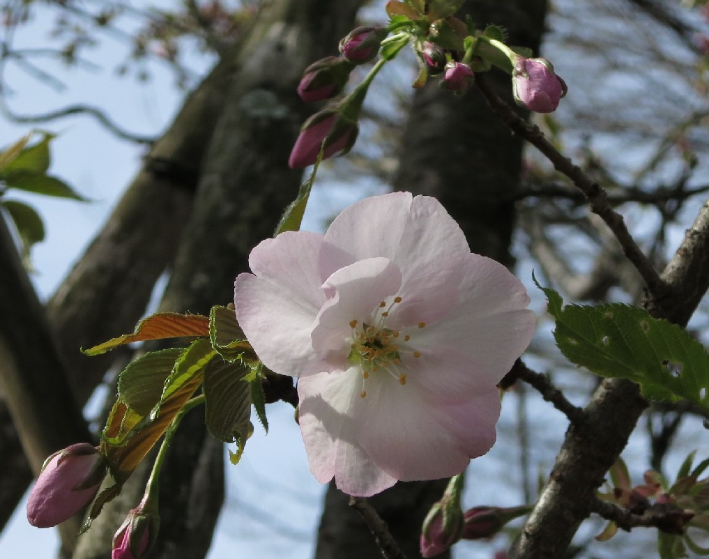 今日の開花情報(４月１日)_a0251495_1147255.jpg