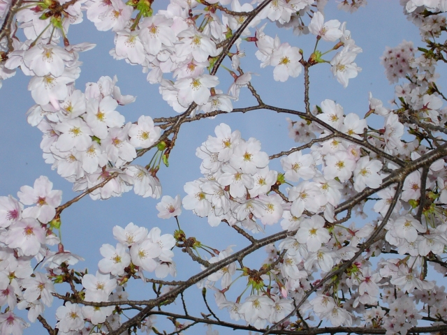 本日桜七分咲き_e0129896_1724635.jpg