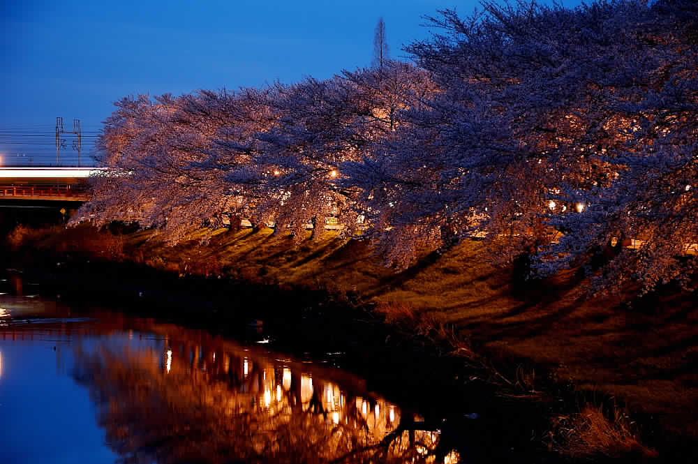 夜桜と鉄道_b0107598_8393815.jpg