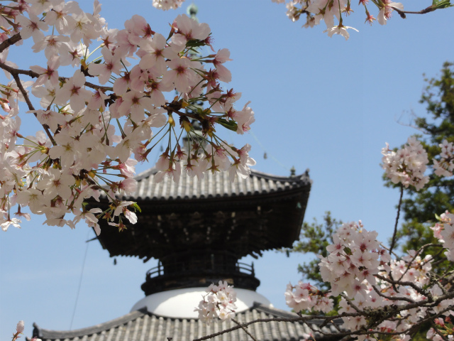 桜便り(高山寺の桜)_c0125501_13581294.jpg