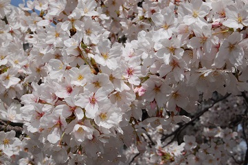 b0189603_10594016.jpg