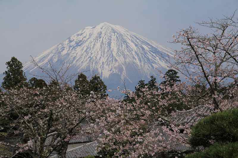 大石寺の桜_a0188405_7133820.jpg