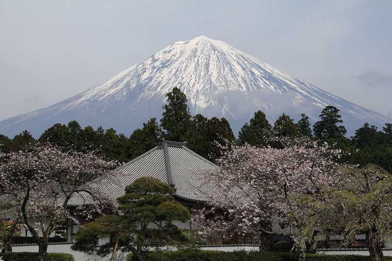 大石寺の桜 富士山大好き 写真は最高