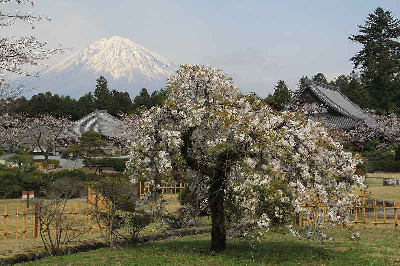 大石寺の桜_a0188405_7152467.jpg