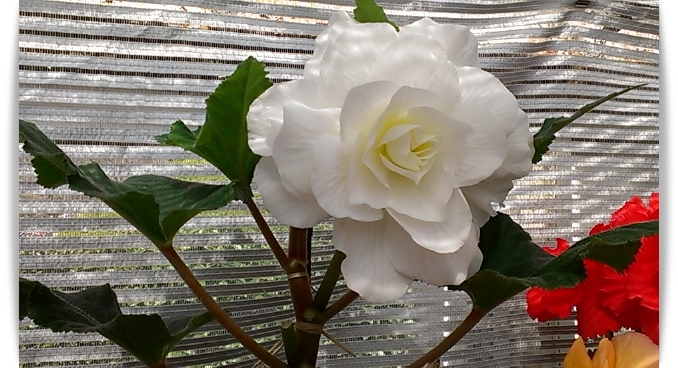 e0100007_21302856.jpg