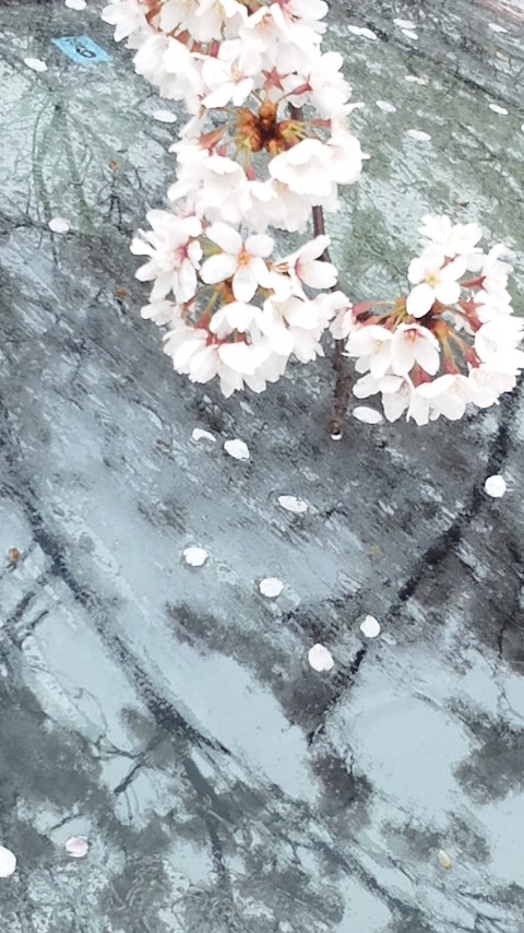 f0155808_1720463.jpg