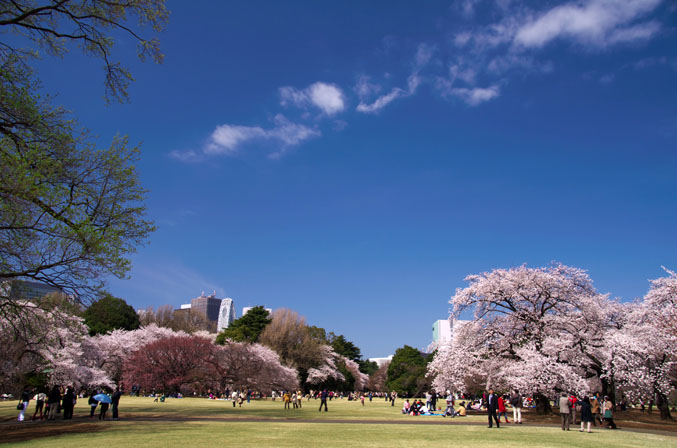 新宿御苑の桜3_a0263109_22172945.jpg