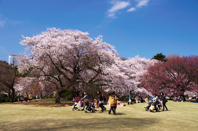 新宿御苑の桜3_a0263109_221866.jpg