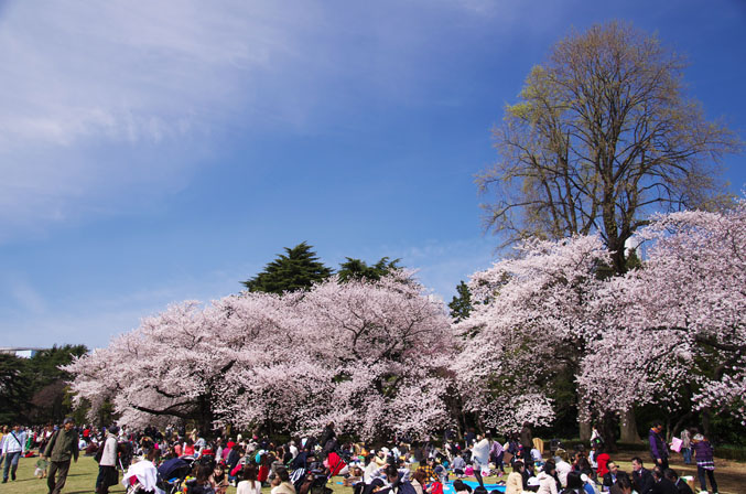 新宿御苑の桜3_a0263109_22193558.jpg