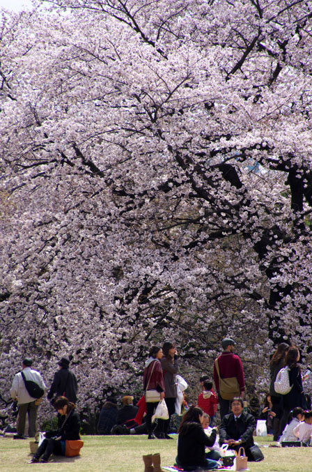 新宿御苑の桜3_a0263109_22203867.jpg