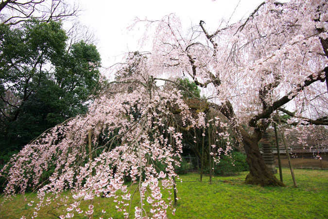 京都　醍醐寺の桜2_a0263109_225146100.jpg