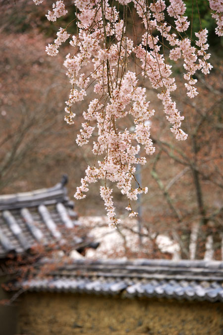 京都　醍醐寺の桜2_a0263109_22532748.jpg