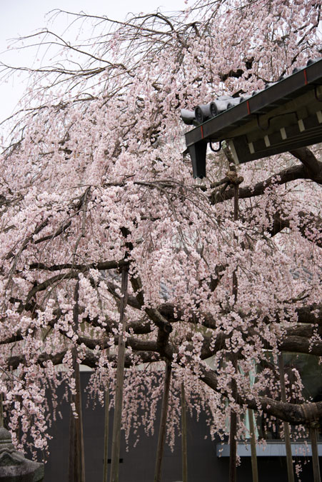 京都　醍醐寺の桜2_a0263109_2254890.jpg