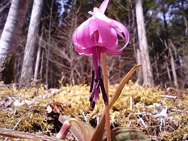 かたくりの花は「スプリング・エフェメラル」…2016/3/28_f0231709_4532079.jpg