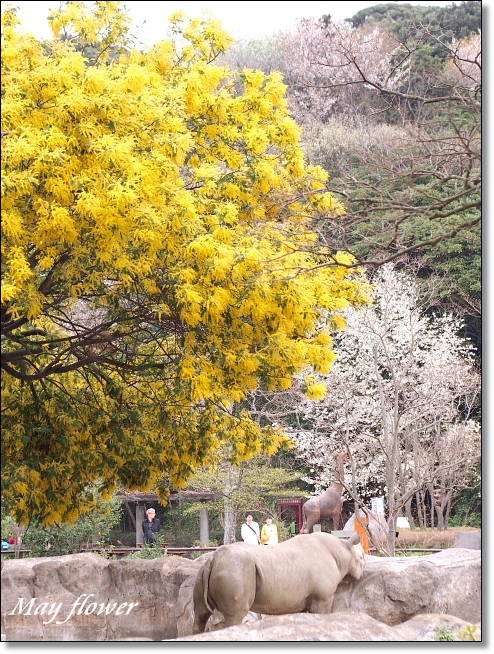 ☆　金沢自然動物園の木々_e0204810_163972.jpg