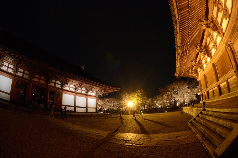 東寺　夜桜ライトアップ・其の二_f0032011_2025885.jpg