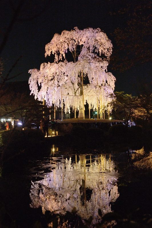 東寺　夜桜ライトアップ・其の二_f0032011_2085151.jpg