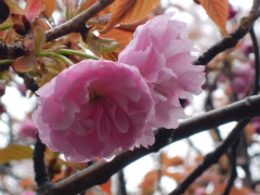 もみの木リフォーム 完成しました_d0130212_17145726.jpg
